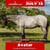 Annuncio cavallo