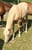 Horse ad