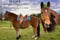 Horse ad