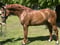 Annuncio cavallo