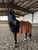 Horse ad
