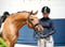 Annuncio cavallo