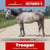 Paardadvertentie