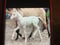 Horse ad