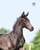 Horse ad