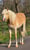 Annuncio cavallo