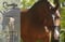 Annonce cheval