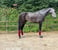 Annuncio cavallo