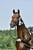 Horse ad