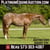 Horse ad