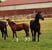 Horse ad