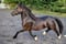 Annuncio cavallo
