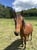 Annuncio cavallo
