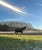 Horse ad