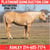 Horse ad
