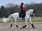 Horse ad