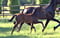 Annuncio cavallo