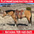 Annuncio cavallo