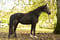Annonce cheval
