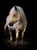 Horse ad