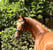 Annuncio cavallo