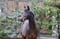 Annuncio cavallo