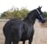 Horse ad