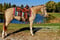 Horse ad
