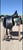 Annonce cheval