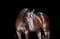 Horse ad