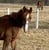 Horse ad