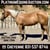 Horse ad