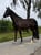 Horse ad