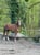 Horse ad