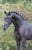 Horse ad