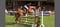 Horse ad