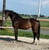 Horse ad
