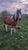Annonce cheval