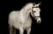 Annuncio cavallo