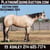 Horse ad
