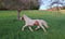 Horse ad