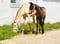Horse ad