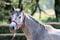 Annuncio cavallo