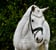 Annuncio cavallo