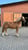 Anuncio de caballos
