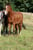 Annuncio cavallo
