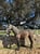 Annuncio cavallo