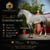 Horse ad