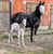 Annuncio cavallo