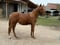 Horse ad